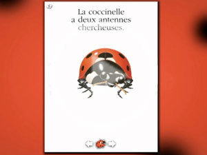 Coccinelle